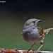 Little dunnock for afternoon tea by rosiekind