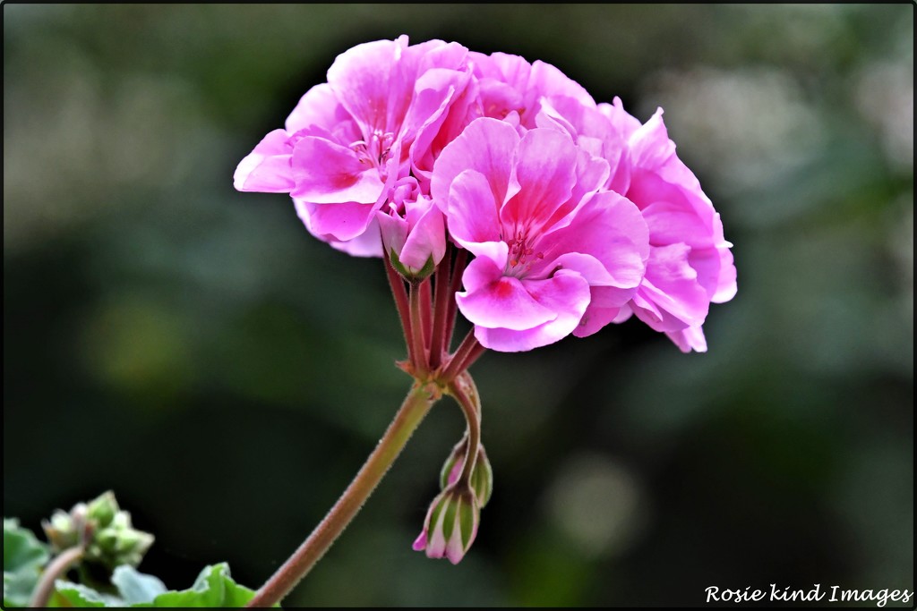 One of this year's geraniums by rosiekind