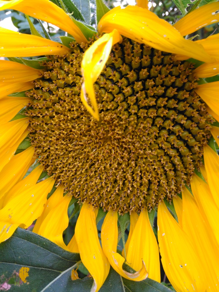 Sunflower by gabis