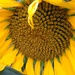 Sunflower by gabis