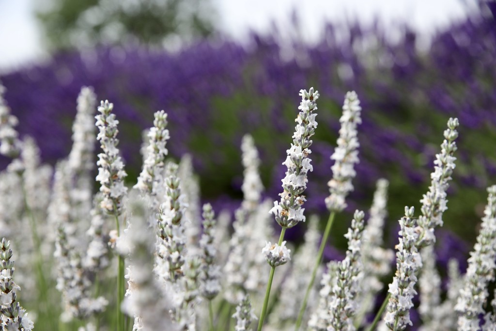 Lavender’ White  by phil_sandford