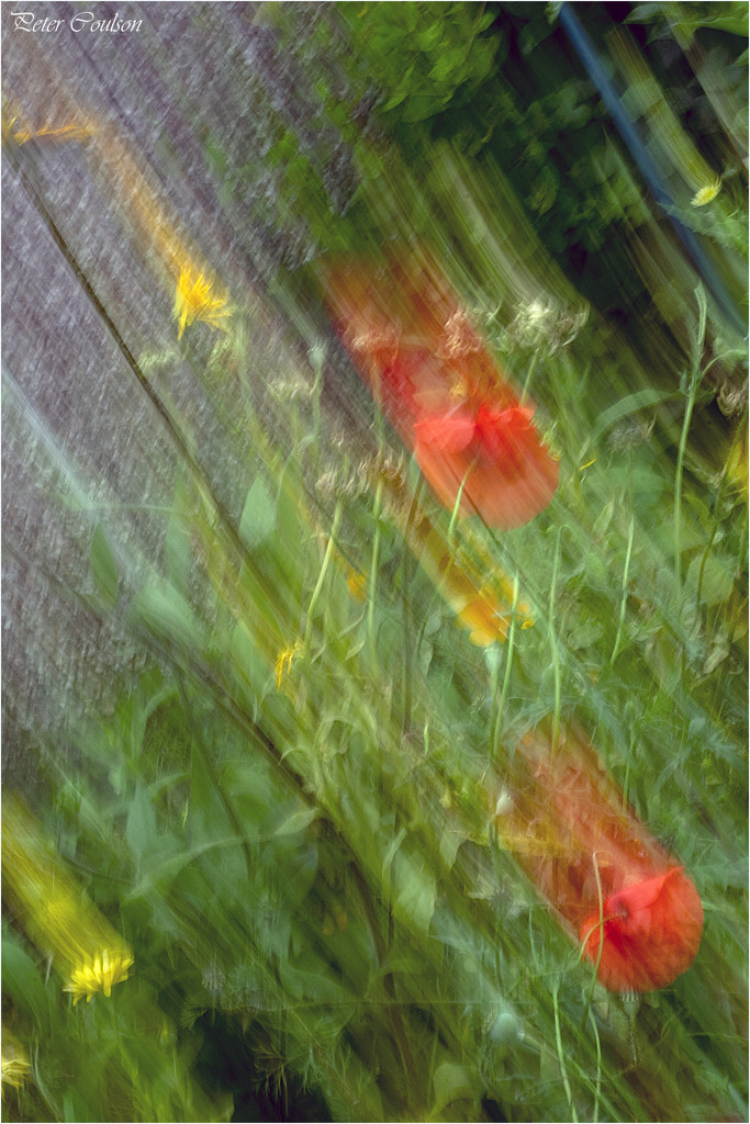 ICM Garden by pcoulson