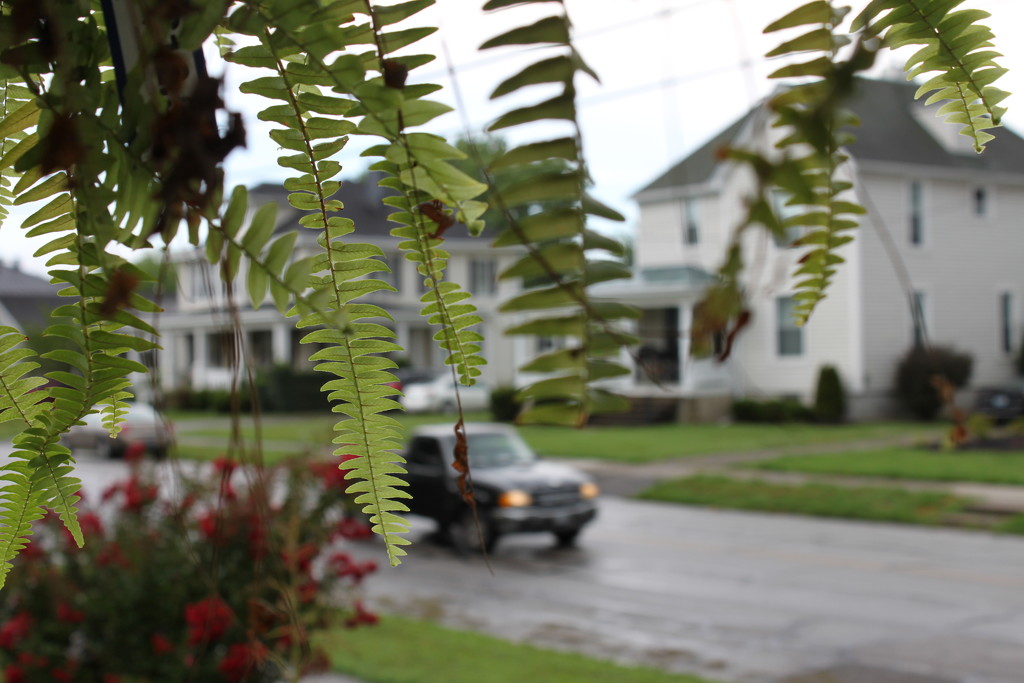 Ferns on a southern porch by maysvilleky