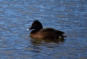 22nd Jul 2019 - Male Chocolate Brown Diving Duck ~ 