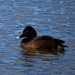 Male Chocolate Brown Diving Duck ~  by happysnaps