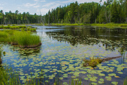 19th Jul 2019 - Beaver Pond, Mactaquac Provincial Park, New Brunswick
