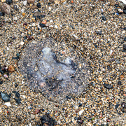 21st Jul 2019 - First jellyfish this year