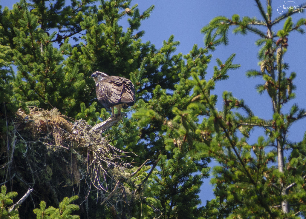 Osprey Sitting On Her Nest by jgpittenger