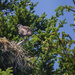 Osprey Sitting On Her Nest by jgpittenger