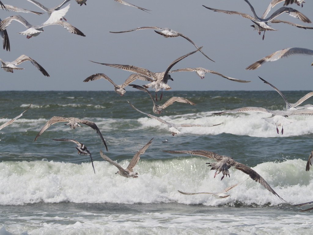 Seagulls by thedarkroom