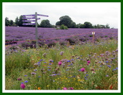 18th Jul 2019 - Mayfield Lavender Farm and wildflowers.