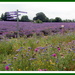 Mayfield Lavender Farm and wildflowers. by grace55