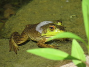 18th Jun 2019 - Frog