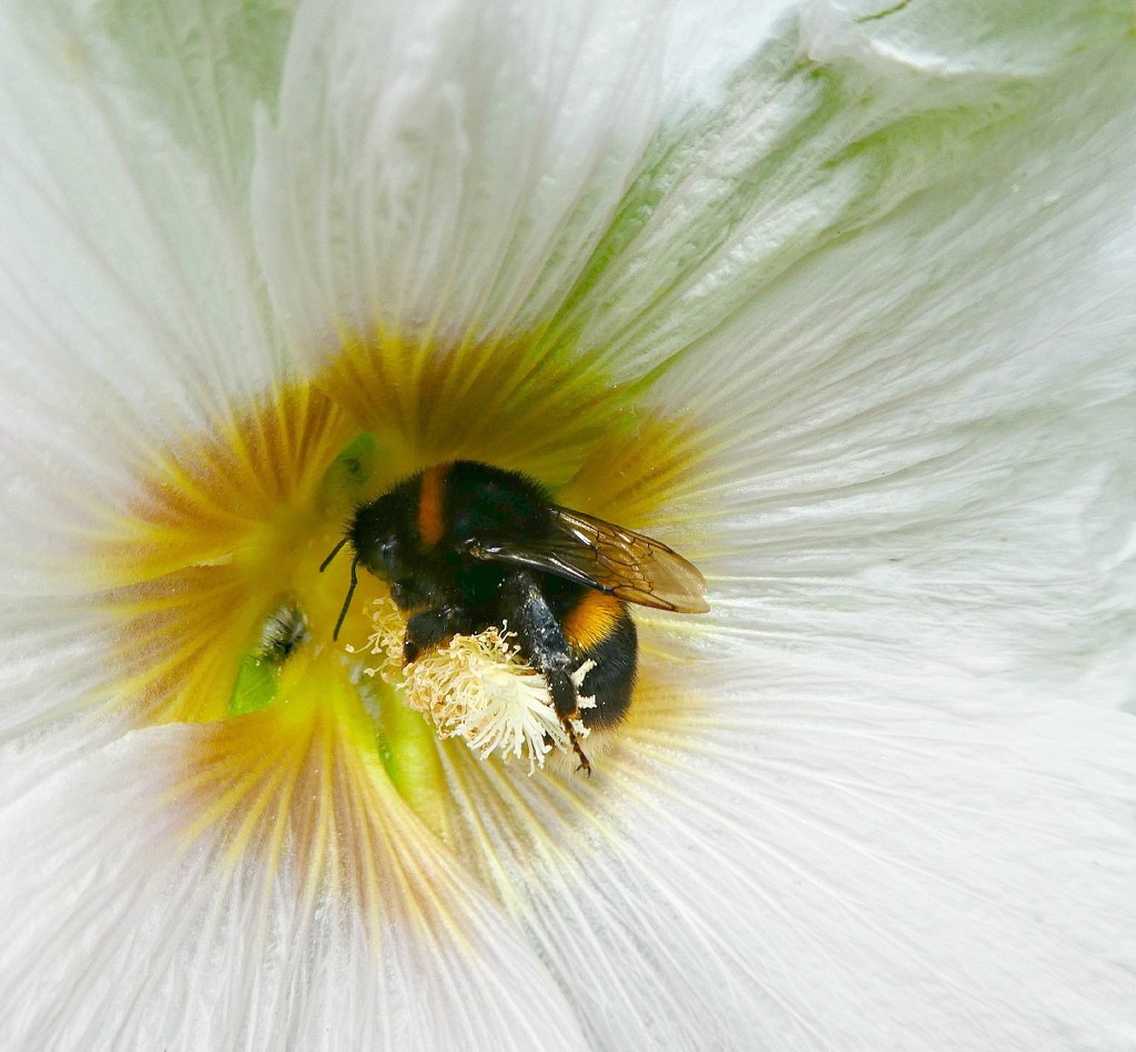 Bee In A Hollyhock. by wendyfrost