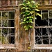 Rustic Windows on an Old Barn by olivetreeann