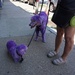 I’ve Never Seen a Purple Cow, But Purple Dogs... by allie912