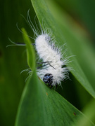 21st Jul 2019 - Caterpillar