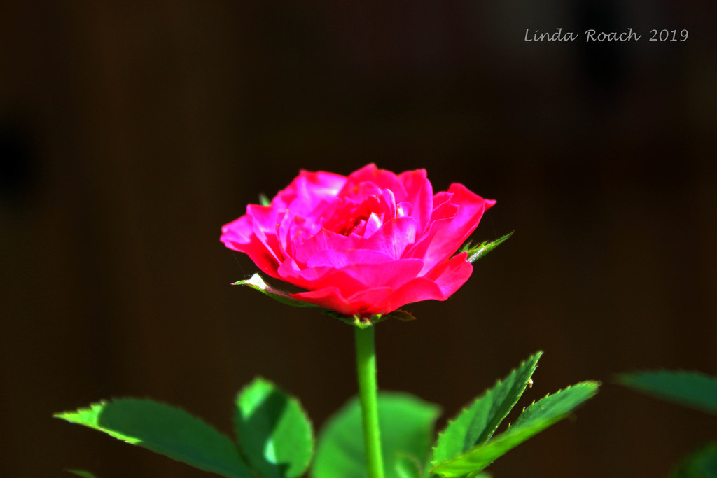 Miniature Rose by grannysue