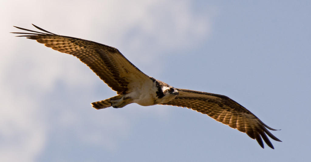 Osprey in Flight! by rickster549