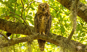 21st Jul 2019 - The Baby Great Horned Owls are Growing Up Fast!