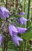 18th Jul 2019 - Raindrops on flowers....