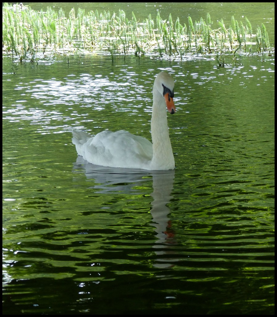 Wycombe swan by jokristina