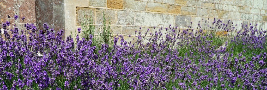 lavender by an old wall by quietpurplehaze