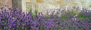 22nd Jul 2019 - lavender by an old wall