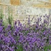 lavender by an old wall by quietpurplehaze