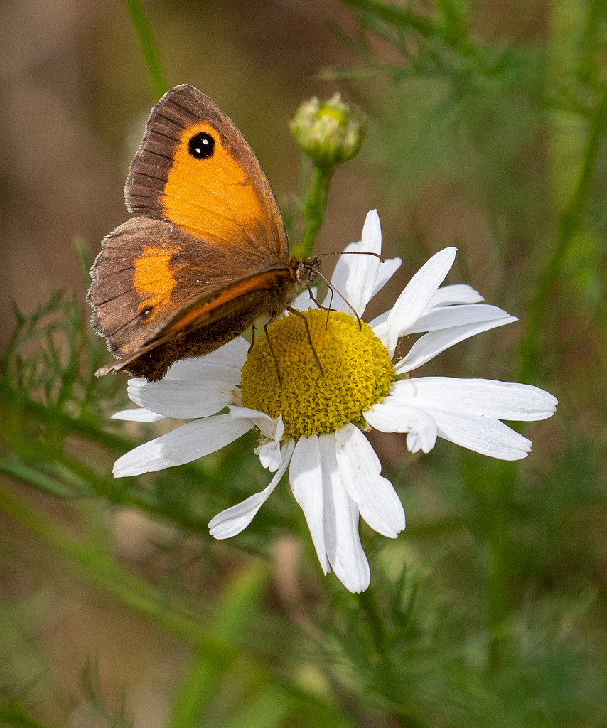 Gatekeeper butterfly on white daisy by shepherdmanswife