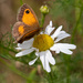 Gatekeeper butterfly on white daisy by shepherdmanswife