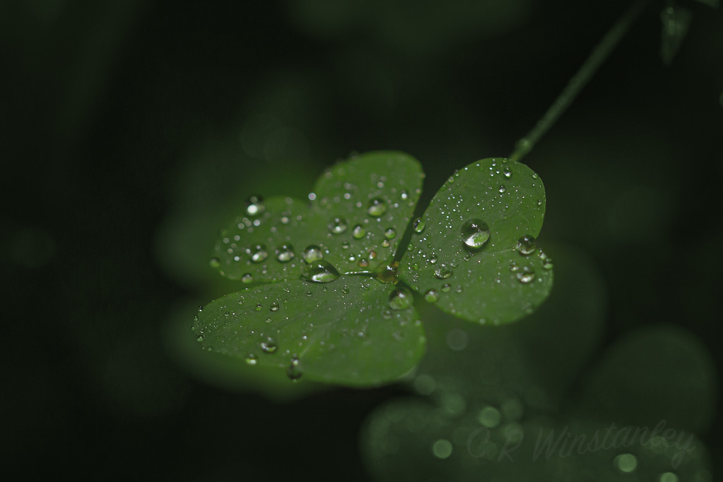Raindrops on Glover by kipper1951