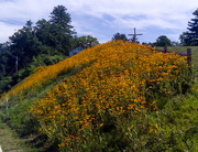 22nd Jul 2019 - Hillside sunflowers