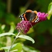 Red Admiral by orchid99