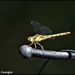 Some kind of dragonfly by rosiekind