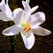 Cvijet svetog Ante by vesna0210