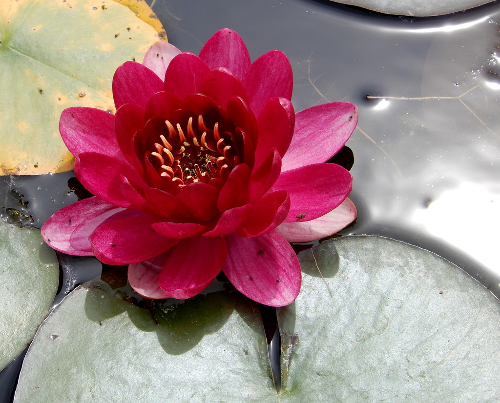 water-lily by busylady