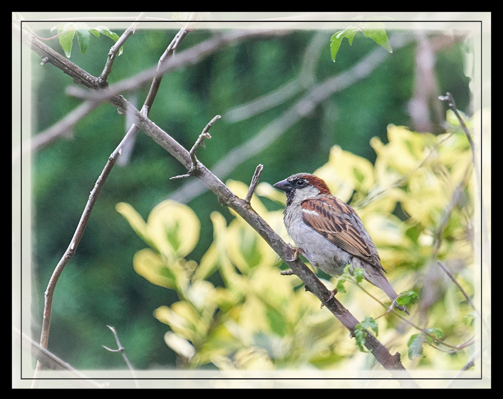 Just a Little Sparrow ... by gardencat