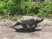 26th Jun 2019 - Snapping Turtle