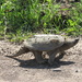 Snapping Turtle by mlwd