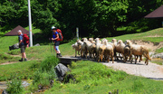 19th Jun 2019 - chased by the sheeps