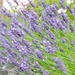 Lavender hedge by rosie00