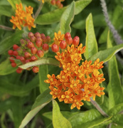 30th Jun 2019 - Butterfly Weed 