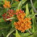 Butterfly Weed  by houser934