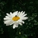 Daisy Daisy by daffodill