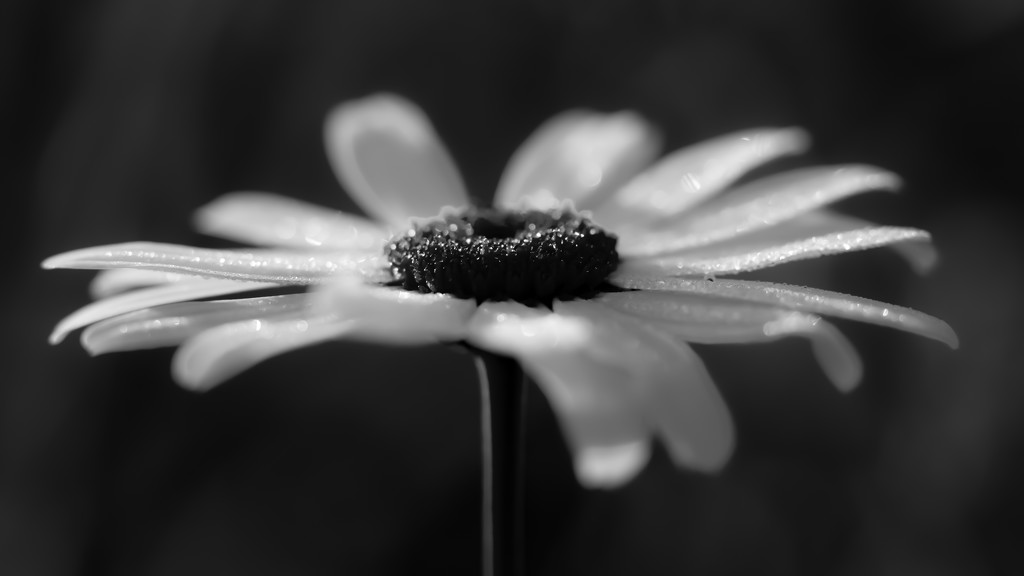 the daisy of despair by northy
