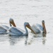 Pelicans in Michigan! by amyk