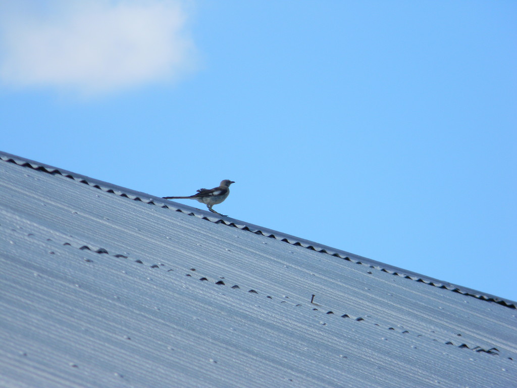 Bird on Roof by sfeldphotos