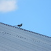 Bird on Roof by sfeldphotos