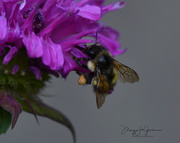 22nd Jul 2019 - ~Buzy Bee~